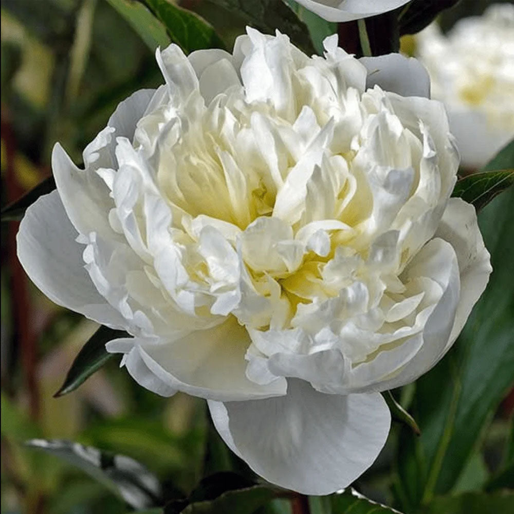 PAEONIA LACTIFLORA DUCHESSA IN VASO 24CM