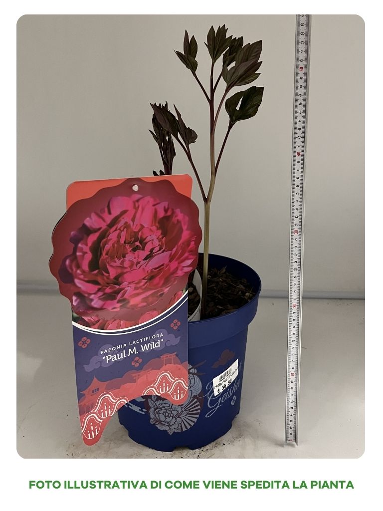 PEONIA LACTIFLORA PAUL M. WILD IN VASO 24CM