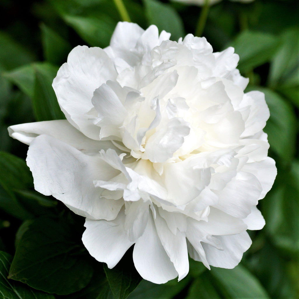 PEONIA LACTIFLORA BIANCA VASO 12CM