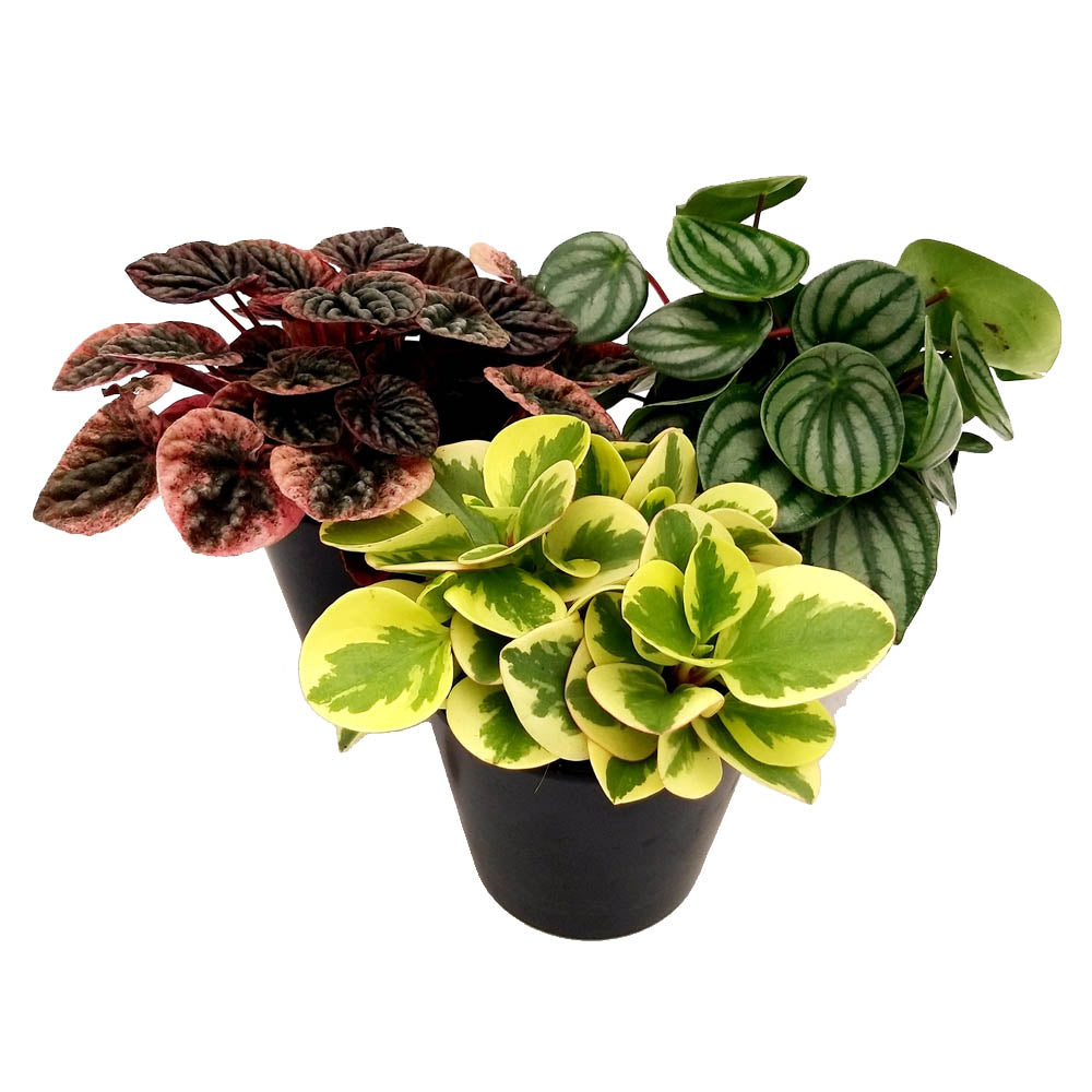 PEPEROMIA IN VARIETA' VASO 12CM ASSORTITO