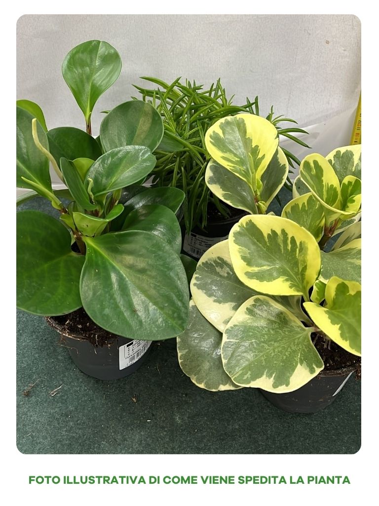 PEPEROMIA IN VARIETA' VASO 12CM ASSORTITO