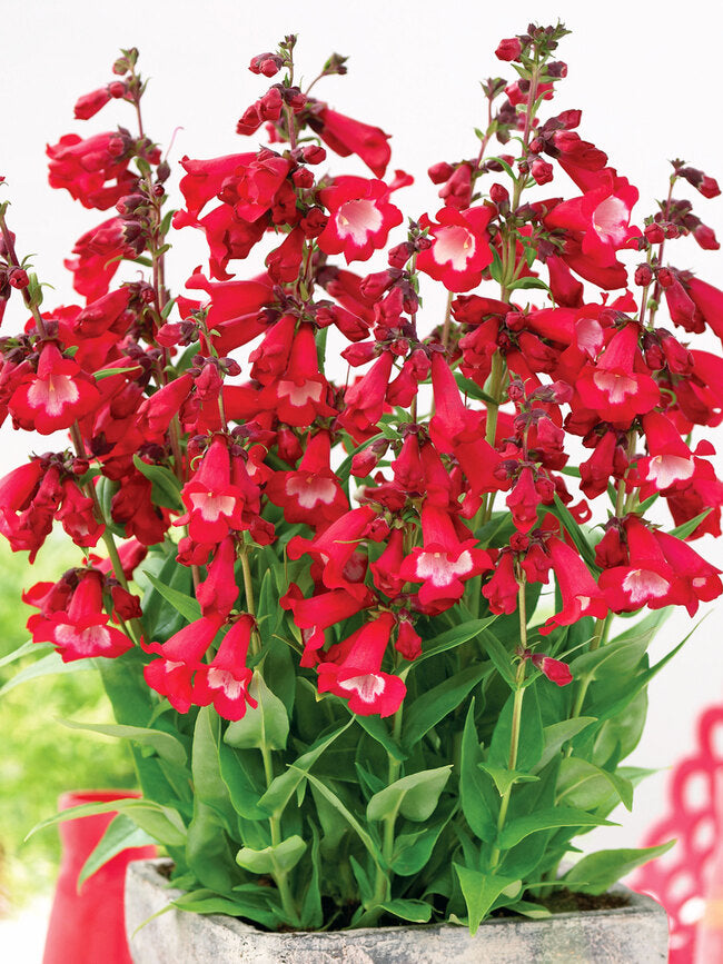 PENSTEMON POLARIS RED VASO 17CM