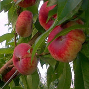 PESCO PIATTA GIALLA (1 PIANTA)
