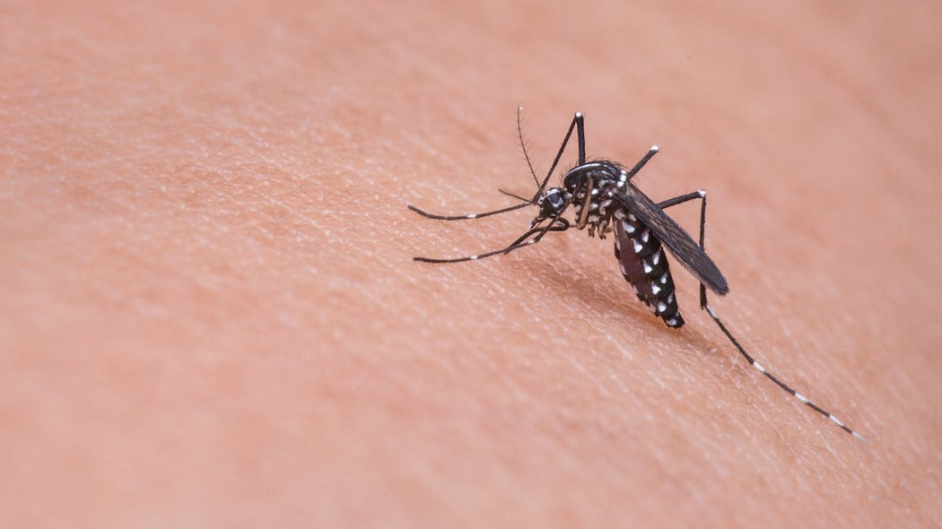 4 PEST AWAY L'ORIGINALE ANTIZANZARE ANTI INSETTI E RODITORI 1000 MQ