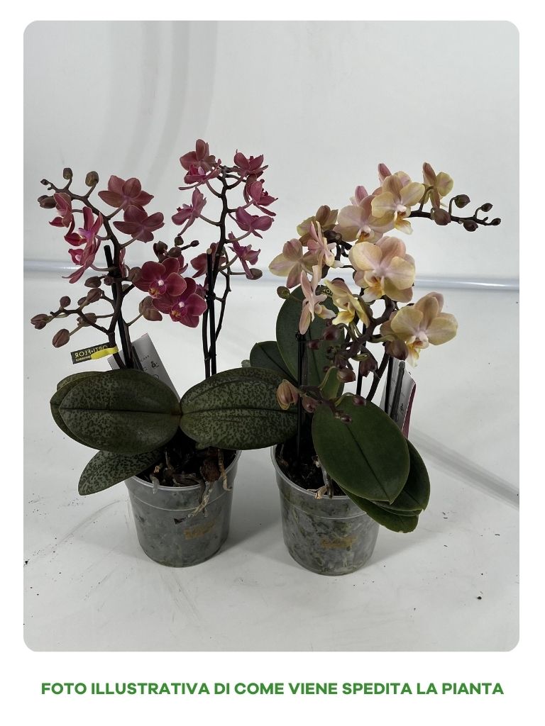 ORCHIDEA PHALAENOPSIS PROFUMATA ROSA VASO 12CM