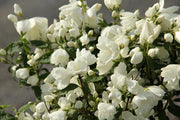 PHILADELPHUS VIRGINAL VASO 17CM