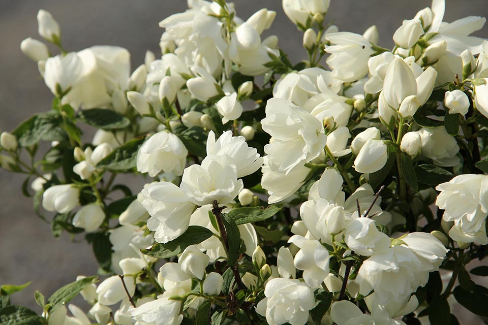 PHILADELPHUS VIRGINAL VASO 17CM