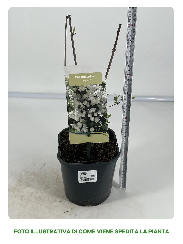 PHILADELPHUS VIRGINAL VASO 17CM