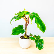 PHILODENDRON SQUAMIFERUM VASO 22CM