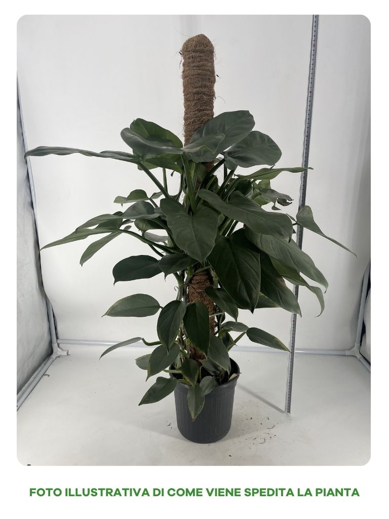 PHILODENDRON GREY VASO 19CM