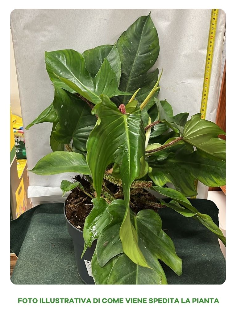 PHILODENDRON SQUAMIFERUM VASO 22CM