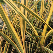PHORMIUM GOLD RAY VASO 13CM