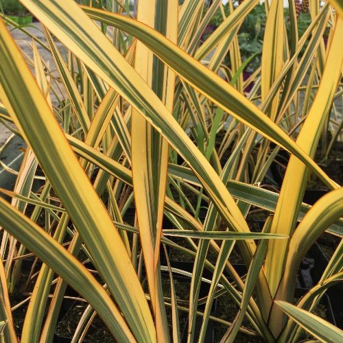 PHORMIUM GOLD RAY VASO 13CM