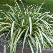 PHORMIUM CREAM DELIGHT VASO 13CM