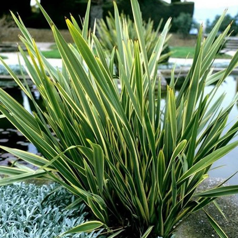 PHORMIUM TENAX VARIEGATUM IN VASO 24CM