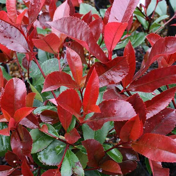 PHOTINIA RED ROBIN DA SIEPE IN VASO 17CM