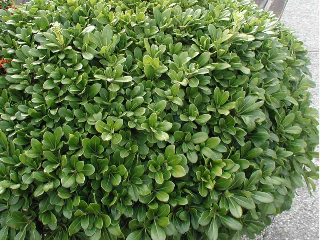PITTOSPORUM PITTOSPORO NANUM VASO 19CM