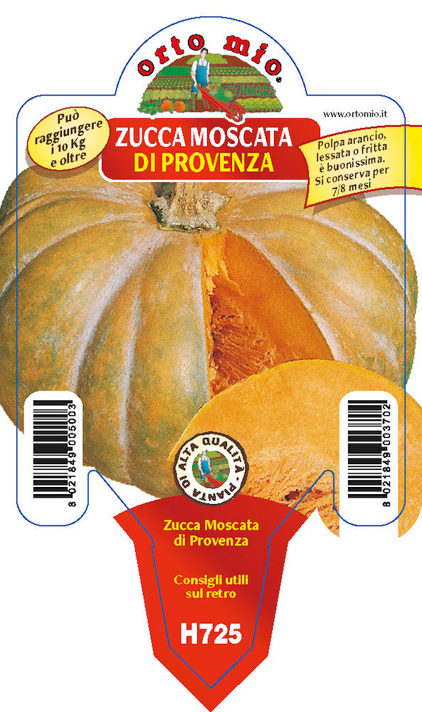 3 PIANTE IN VASO Ø10CM ZUCCA MOSCATA DI PROVENZA