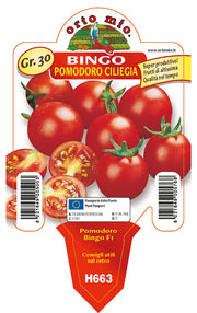 3 PIANTE IN VASO Ø10CM DI POMODORO CILIEGINO BINGO