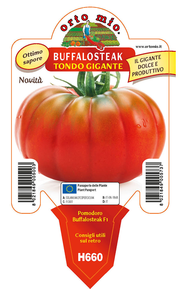 3 PIANTE IN VASO Ø10CM DI POMODORO GIGANTE BUFFALOSTEAK