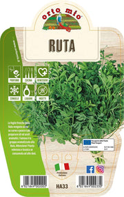 RUTA IN VASO 14CM