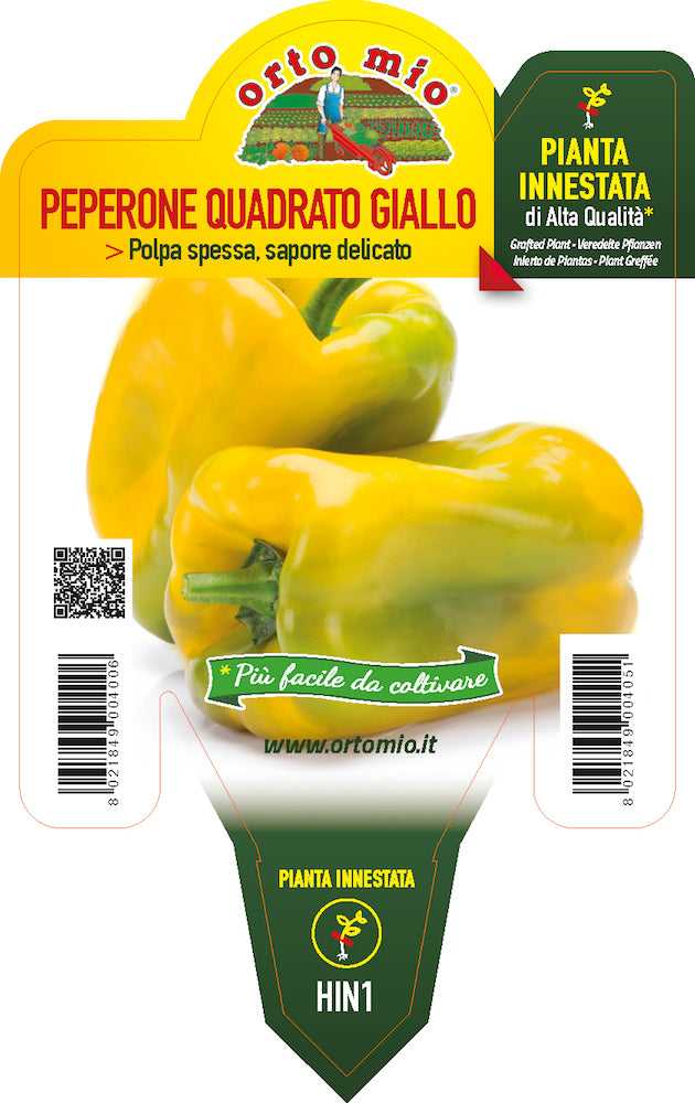 PIANTA DI PEPERONE QUADRATO GIALLO INNESTATO (IN VASO Ø14CM)