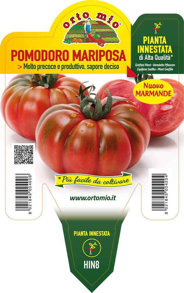 PIANTA DI POMODORO CENCARA INNESTATO (IN VASO Ø14CM)