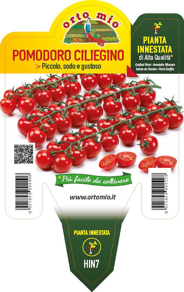 PIANTA DI POMODORO CILIEGINO INNESTATO (IN VASO Ø14CM)