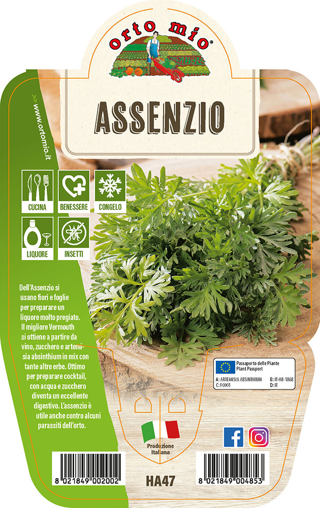 ASSENZIO IN VASO 14CM ORTOMIO
