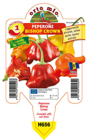 3 PIANTE IN VASO Ø10CM DI PEPERONE CAPPELLO DEL VESCOVO BISHOP CROWN