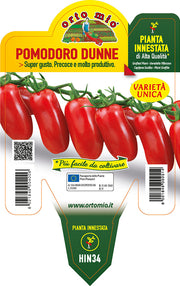 PIANTA DI POMODORO MINI PERINO INNESTATO (IN VASO Ø14CM)