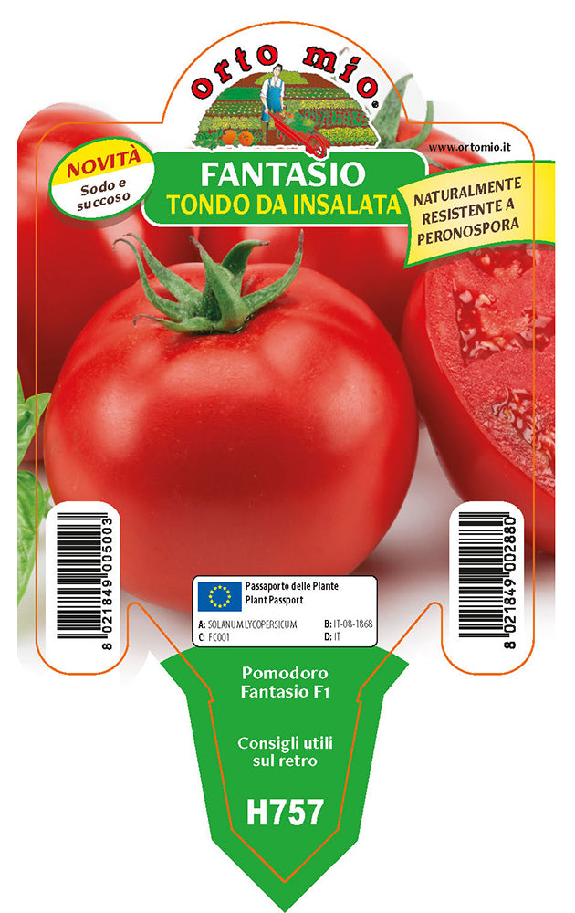3 PIANTE IN VASO Ø10CM DI POMODORO TONDO FANTASIO