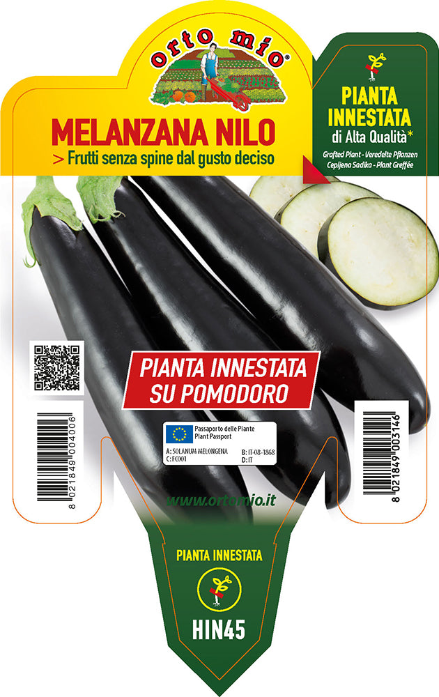PIANTA DI MELANZANA NILO INNESTATA (IN VASO Ø14CM)