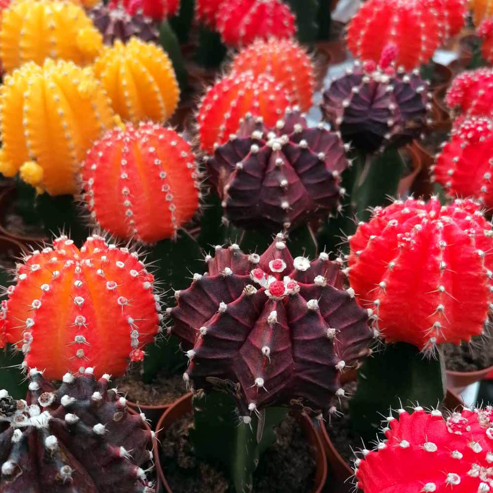 PIANTA GRASSA GYMNOCALYCIUM IN VASO 6CM COLORI ASSORTITI