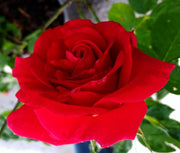 ROSA CASSANDRE RAMPICANTE IN VASO 18CM