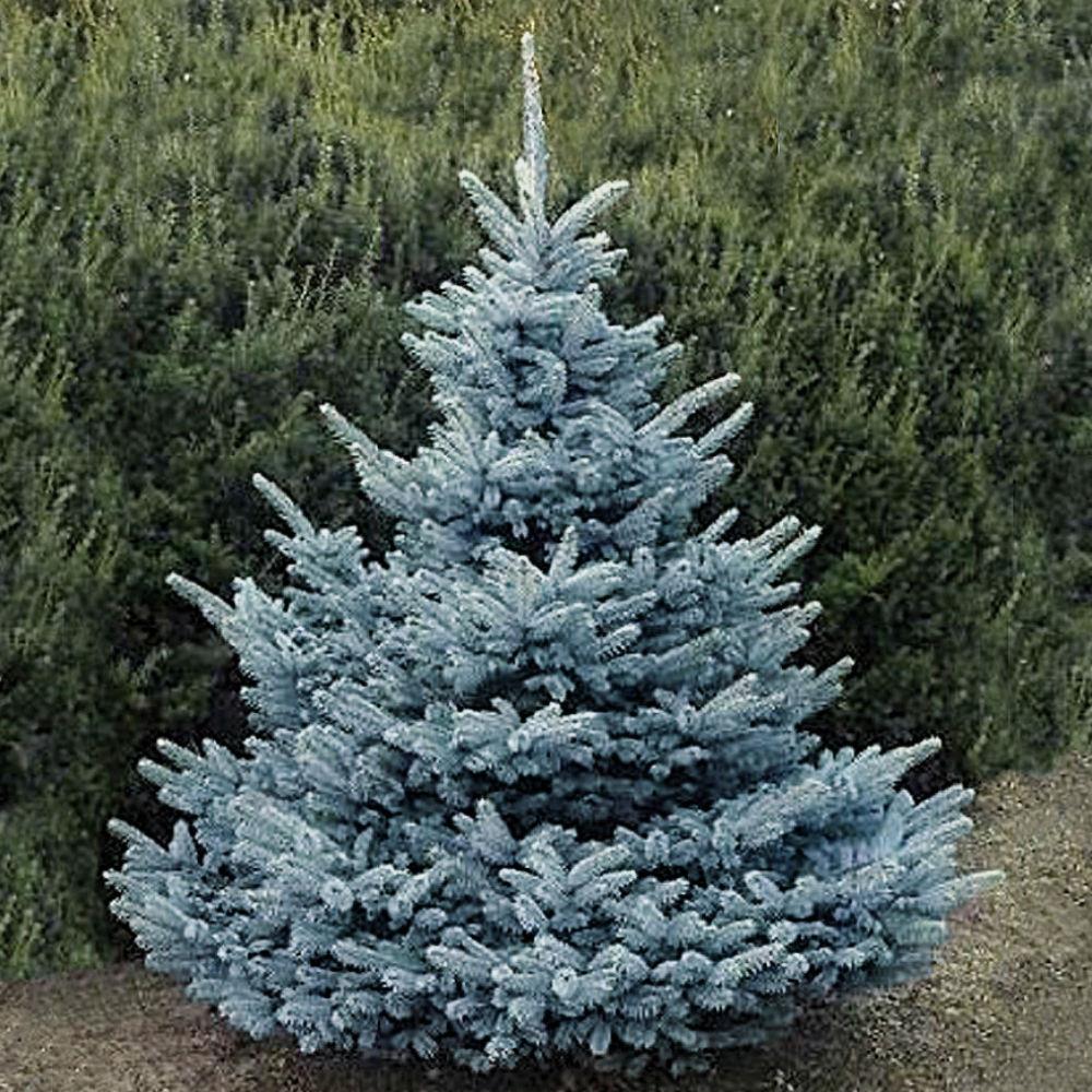 PICEA PUN BLUE DIAMOND IN VASO 26CM