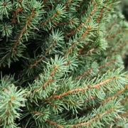PICEA GLAUCA VASO 23CM
