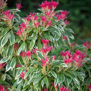 PIERIS JAPONICA FLAMING SILVER VASO 19CM