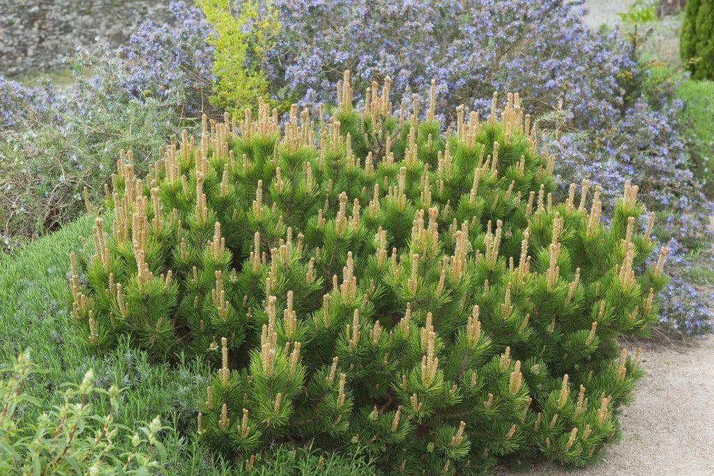 PINUS MUGO MUGHUS PINO VASO 18CM