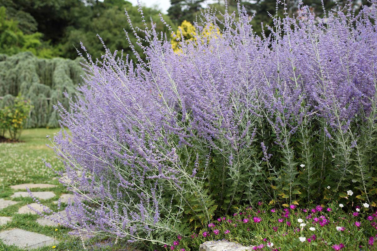 PEROVSKIA SALVIA RUSSA IN VASO 18CM