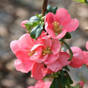 CHAENOMELES PINK LADY COTOGNO GIAPPONESE IN VASO 18CM