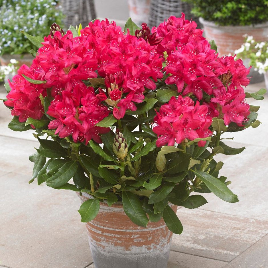 RODODENDRO NOVA ZEMBLA IN VASO 17CM