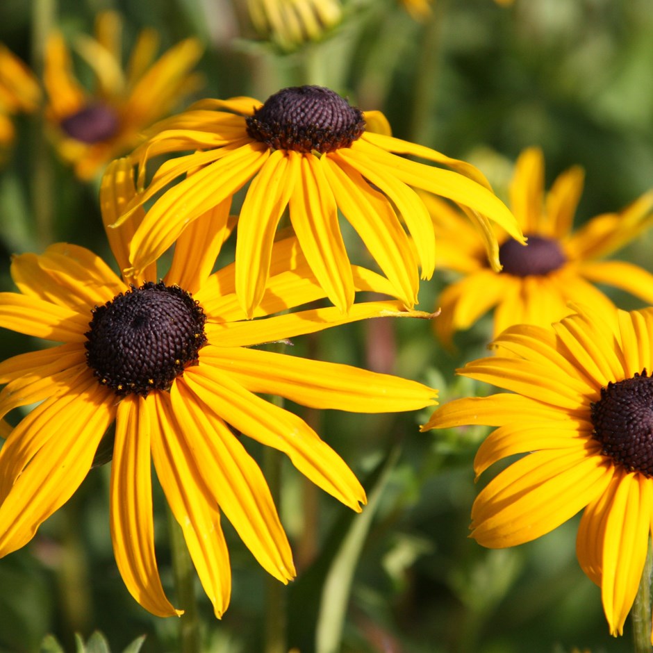 RUDBECKIA GOLDSTURM IN VASO 18CM