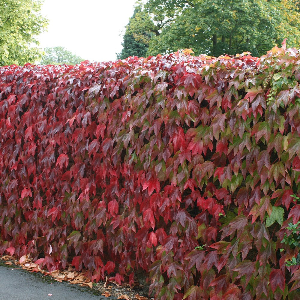 PARTHENOCISSUS TRICUSPIDATA VEITCHII VASO 18CM