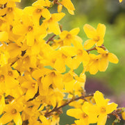 FORSYTHIA FORSIZIA INTERMEDIA WEEKEND IN VASO 18CM