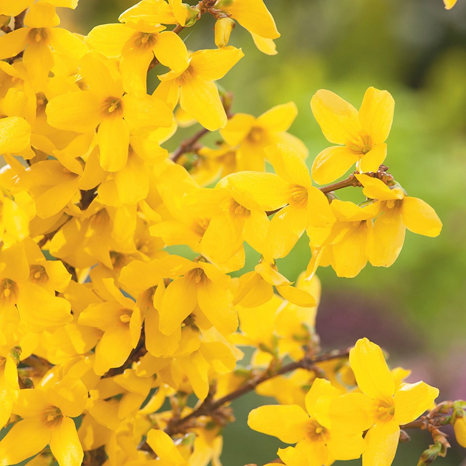 FORSYTHIA FORSIZIA INTERMEDIA WEEKEND IN VASO 18CM