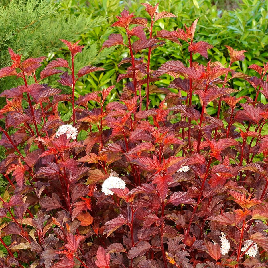 PHYSOCARPUS OPULIFOLIUS DIABLE D'OR VASO 19CM