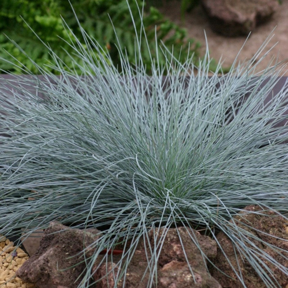 FESTUCA GLAUCA INTENSE BLU IN VASO 23CM