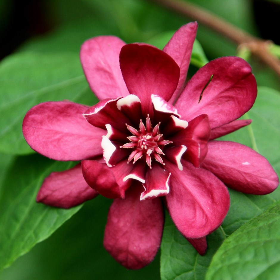 CALYCANTHUS HARTLAGE WINE VASO 19CM
