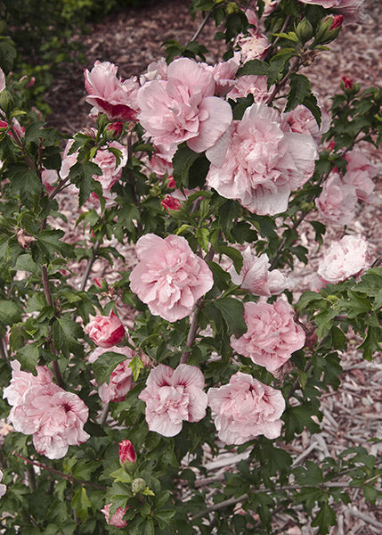 IBISCO CHIFFON ROSA IN VASO 19CM
